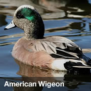 American Wigeon