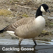 Cackling Goose