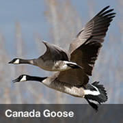 Canada Goose