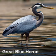 Great Blue Heron