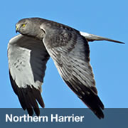 Northern Harrier