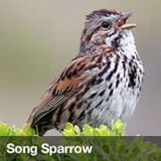 Song Sparrow